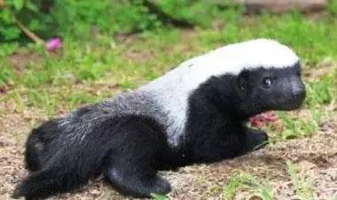 蜜獾这么火,为什么动物园却不多养几只?园长这么解释