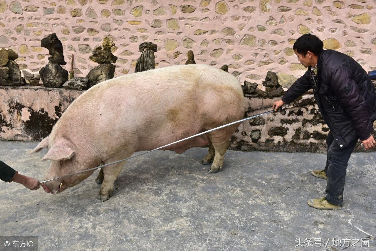 四川农村又现“猪王”,体重达一千多斤,村民纷纷前来求证真假