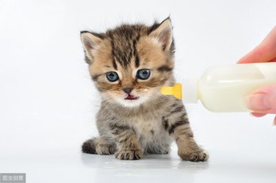 揭秘:猫咪为何不能喝牛奶?这几个小知识你要知道