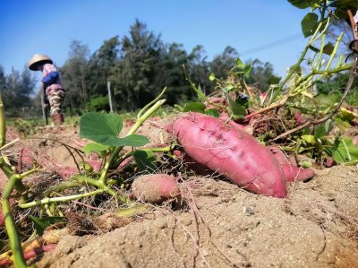 ​红薯什么时候成熟？了解地瓜的最佳收获时机