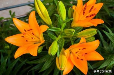 ​百合花的花语，不同数量的百合花的含义都不一样哦
