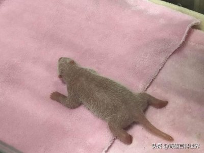 ​全球最小熊猫幼崽诞生