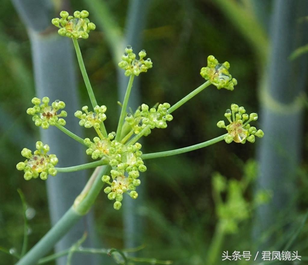 小茴香别名香丝菜 食药两用气味香 多食久食伤视力 热病食用添病殃