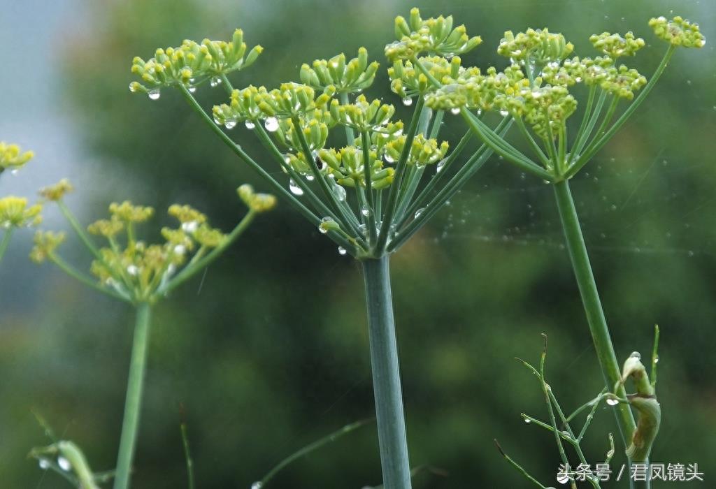 小茴香别名香丝菜 食药两用气味香 多食久食伤视力 热病食用添病殃