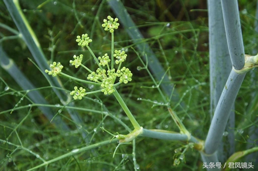 小茴香别名香丝菜 食药两用气味香 多食久食伤视力 热病食用添病殃