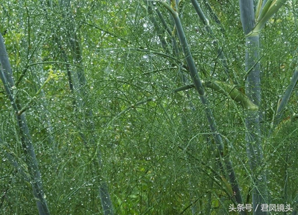 小茴香别名香丝菜 食药两用气味香 多食久食伤视力 热病食用添病殃