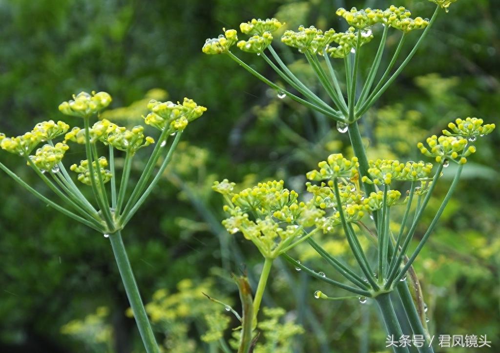 小茴香别名香丝菜 食药两用气味香 多食久食伤视力 热病食用添病殃