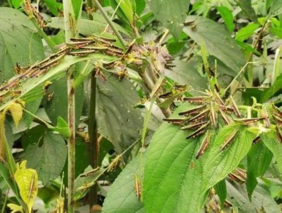 ​大量蝗虫入境！云南11万亩田受灾 喷药后每亩地蝗虫尸体约10公斤