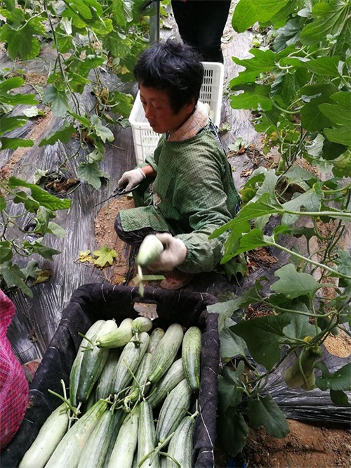 你吃的那叫羊角脆,这才是真正的羊角蜜甜瓜