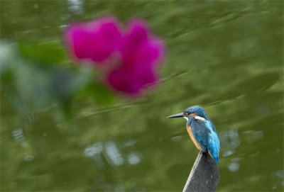 ​普通翠鸟