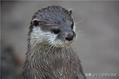 水獭可以当宠物吗?也许你不知道,你的做法也许正在让其加速灭绝