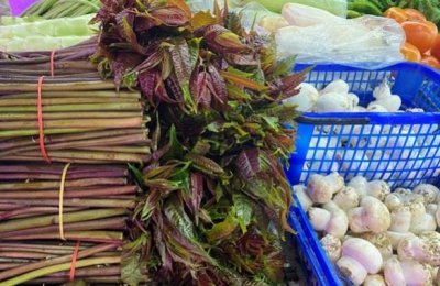 ​人称“黄金菜”的香椿，1斤高达130元，为何在农村却很少人种？
