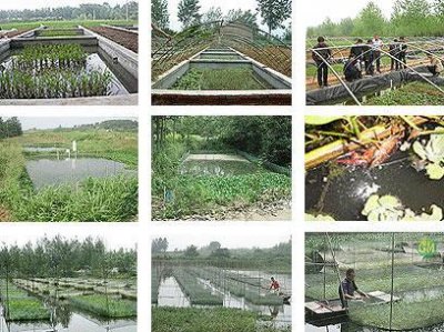 ​泥鳅养殖成本分析核算