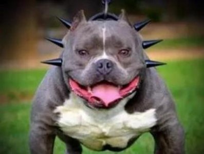 ​别再说恶霸犬凶了！跟小孩一起玩很呆萌！