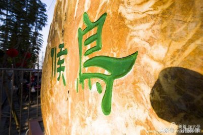 ​吴川市振文镇里坡村“万鸟归巢”奇观
