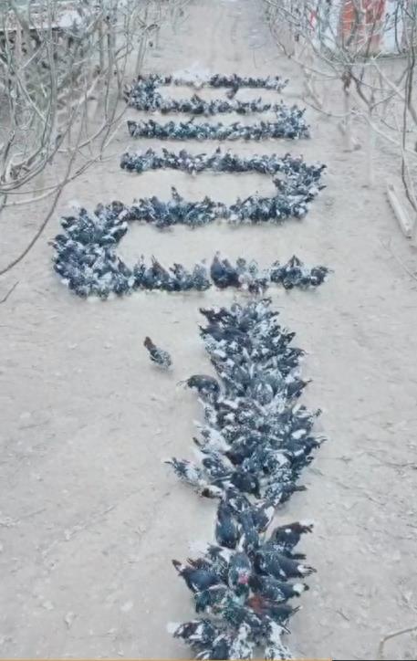 史上最牛饲养员，每天“绘制”小鸡吃米图，真是太会玩了！