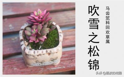 ​「吹雪之松锦」紫红色垂悬性有丝回欢草属多肉植物