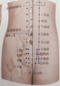 ​每日一穴-膀胱俞