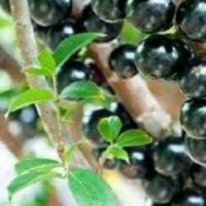 ​具体说说树葡萄树苗价格怎样