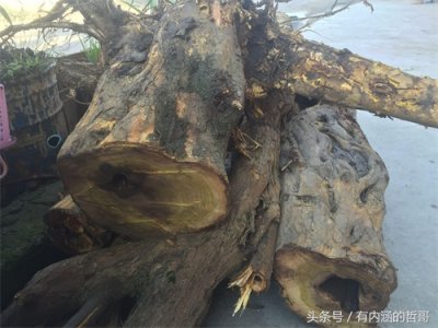 ​柘木手串，平民的最佳选择，发一些盘手串心得和包浆照片