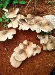 ​云南八大野生菌类，食之难以忘怀