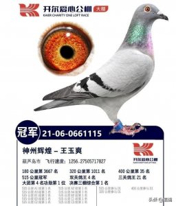 ​奖金拿到手软，解密高端赛场的冠军鸽有何过人之处？