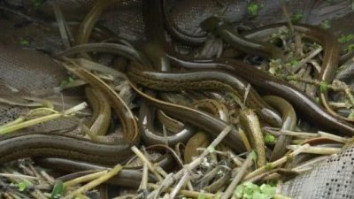 ​黄鳝价格今秋上涨，一斤卖到近40元！养殖户依然“愁断肠”，怎么养才赚钱？