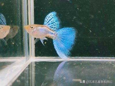 ​养孔雀鱼三大禁忌