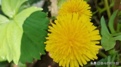 ​龙的传说是怎么来的？你知道吗？