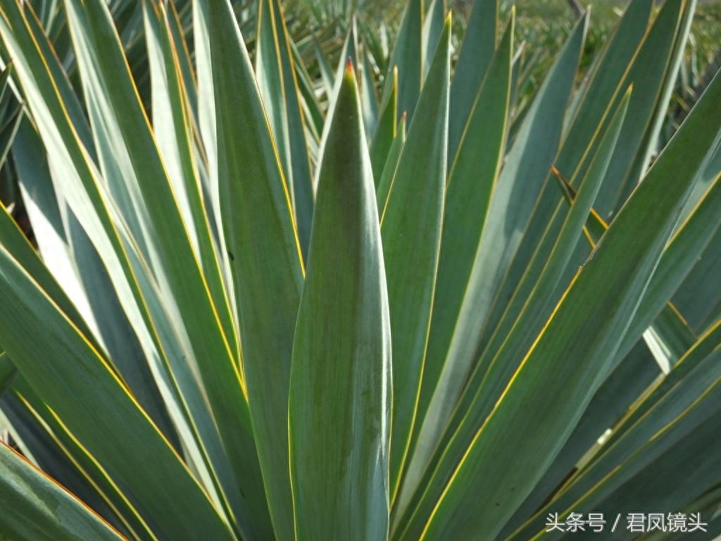 剑麻叶片尖尖似宝剑 工业、药用价值高