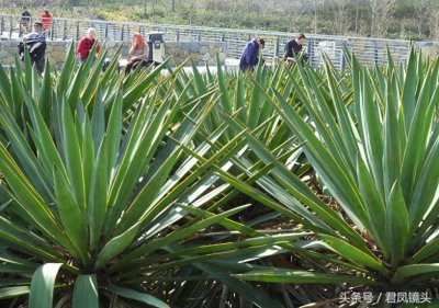 ​剑麻叶片尖尖似宝剑 工业、药用价值高