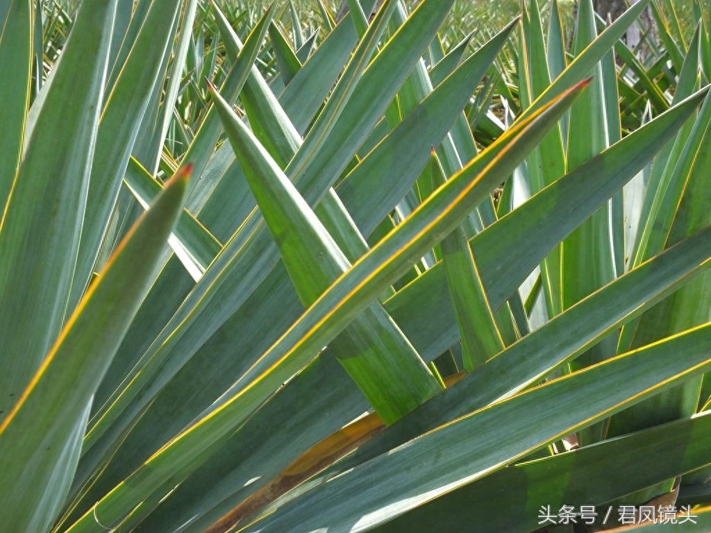 剑麻叶片尖尖似宝剑 工业、药用价值高