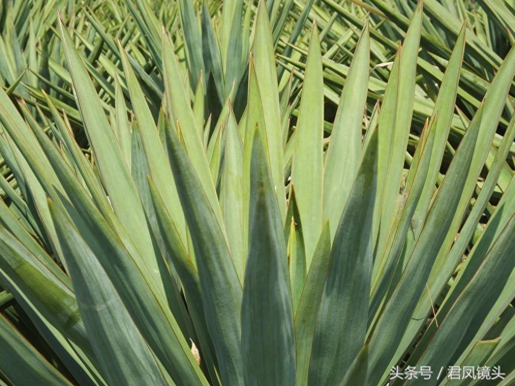 剑麻叶片尖尖似宝剑 工业、药用价值高