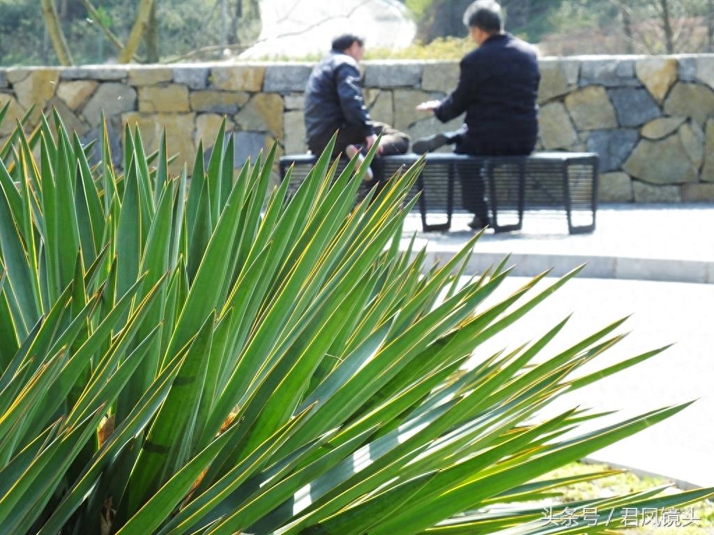 剑麻叶片尖尖似宝剑 工业、药用价值高
