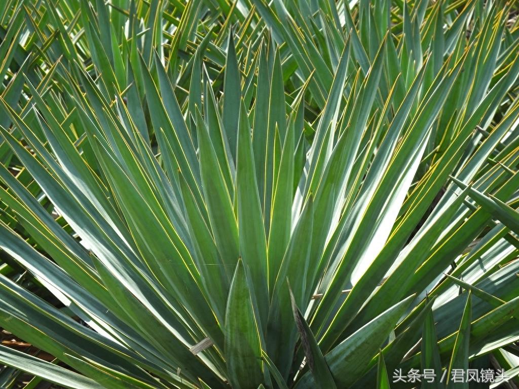 剑麻叶片尖尖似宝剑 工业、药用价值高