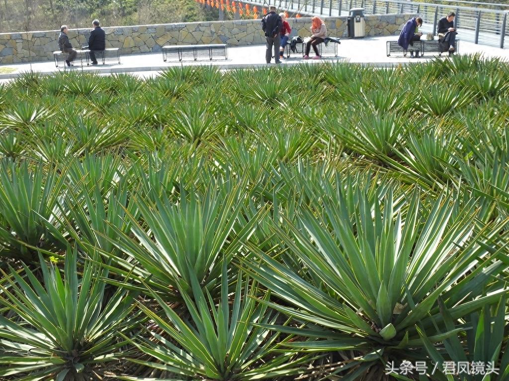 剑麻叶片尖尖似宝剑 工业、药用价值高