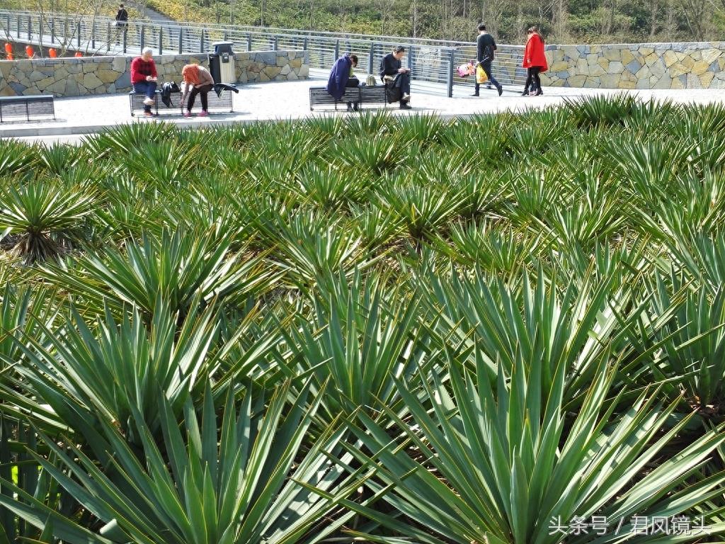 剑麻叶片尖尖似宝剑 工业、药用价值高