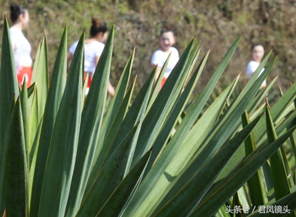 剑麻叶片尖尖似宝剑 工业、药用价值高