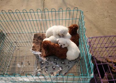 ​怎么分辨泰迪犬纯不纯？看这3个地方就行，一个没中就要恭喜你了