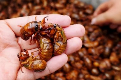 ​炸金蝉，老奶奶教我这“3诀窍”，口感酥脆还鲜嫩，很多人不知道