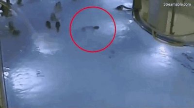 ​孩子在水里溺水身亡，最近1米有成人都没发现，孩子溺水的6个表现