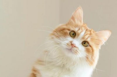 ​带你了解更多关于猫咪绝育的利弊