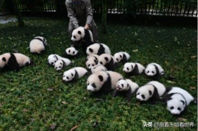 ​我国国鸟是什么？每一种都堪比大熊猫，为何不被网友认可？