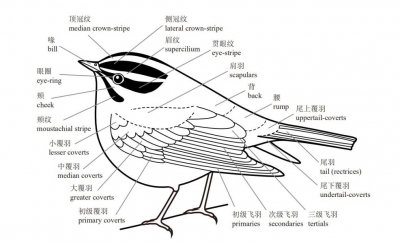 ​科普 | 如何在野外识别鸟类