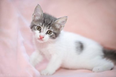 ​“踩奶”是咋回事？猫咪为什么要“踩奶”呢？