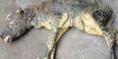 ​古代有＂牛生麒麟猪生象＂之说，到底是怎么一回事？