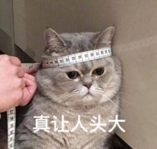 ​英短猫与美短猫哪个好（新手养英短还是美短）