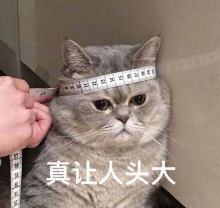 英短猫与美短猫哪个好（新手养英短还是美短）