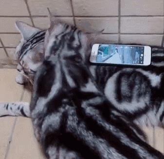 英短猫与美短猫哪个好（新手养英短还是美短）