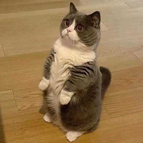英短猫与美短猫哪个好（新手养英短还是美短）